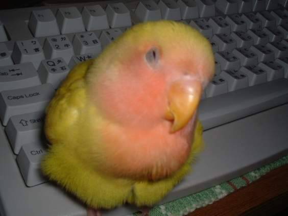 不"鳥"偶..偶就來這招..^O^