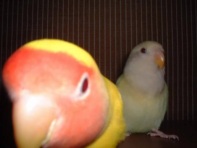 大頭貼