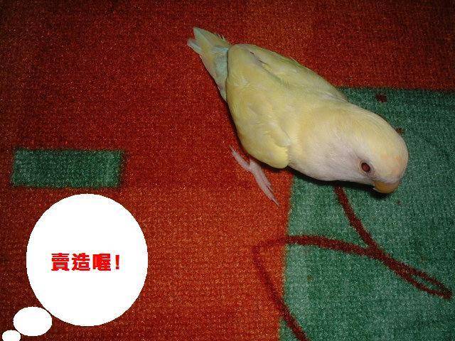 緊來酸!!!