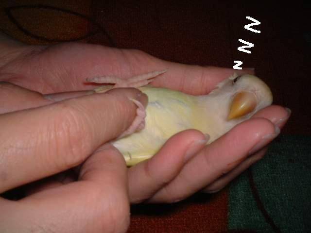 爸比在疼我耶