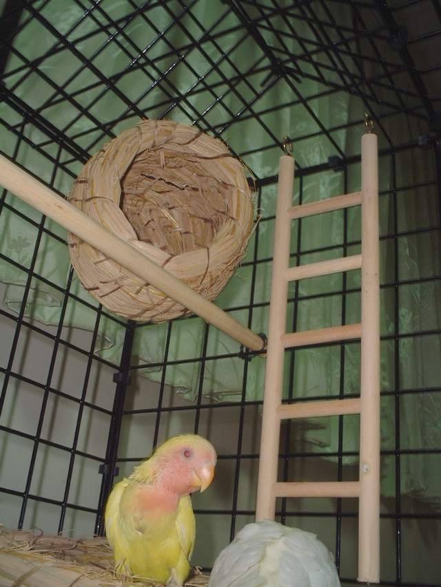 來看阿..爸媽幫我做ㄉ鳥屋耶(1)