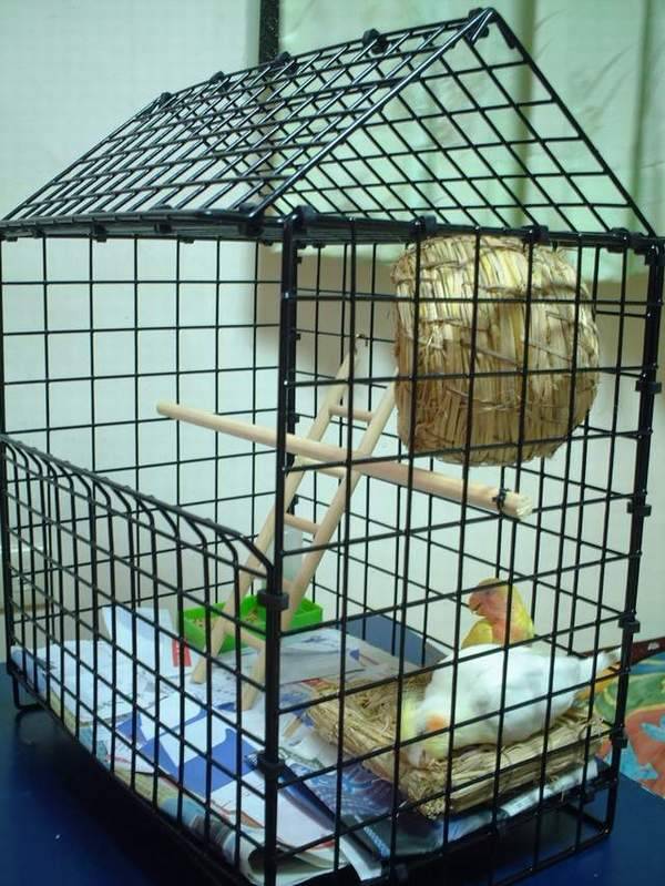 來看阿..爸媽幫我做ㄉ鳥屋耶(2)