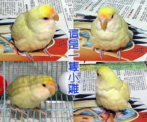 小鸚-這是一隻雞?
