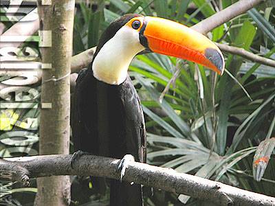 木柵動物園的大嘴鳥02