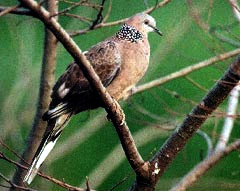 珠頸斑鳩