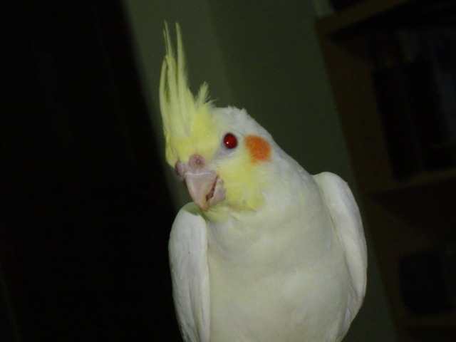 joola