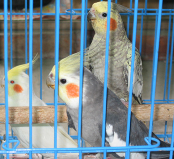 玄鳳卡妹太陽鳥三劍客