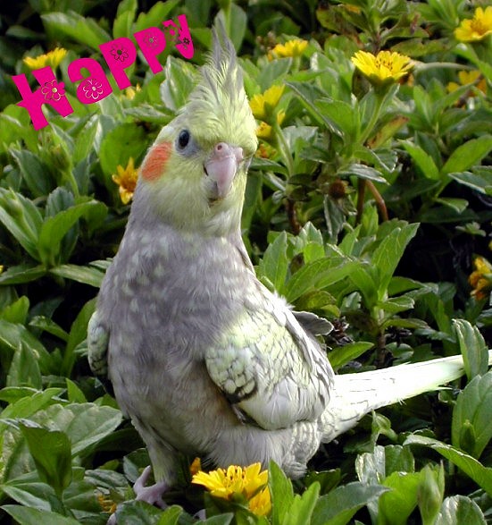 HAPPY徵老婆