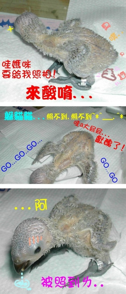 小COCO躲貓貓記