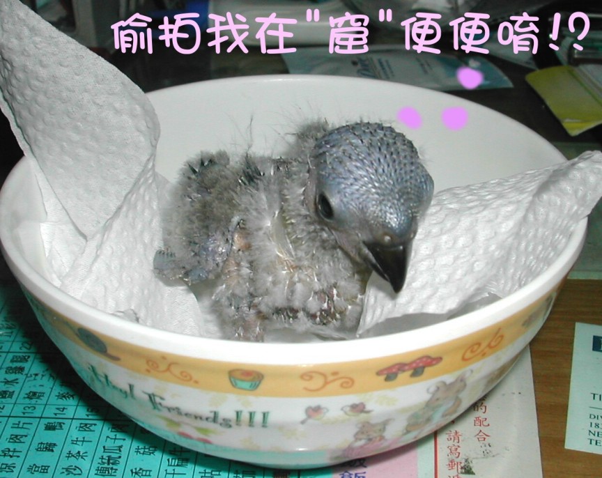 COCO窟便便..