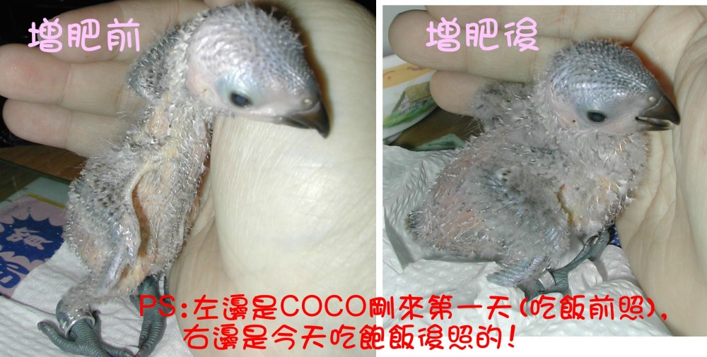 COCO增肥記~*