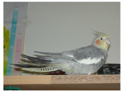 joyce3745
