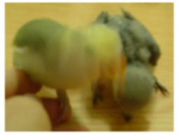 晃頭晃鳥
