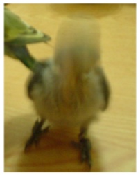 晃頭晃鳥3