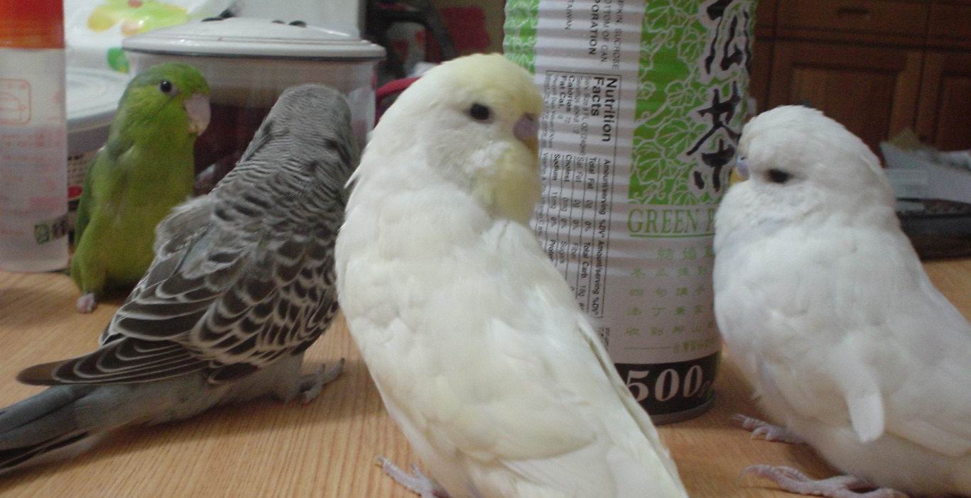 久違的四少