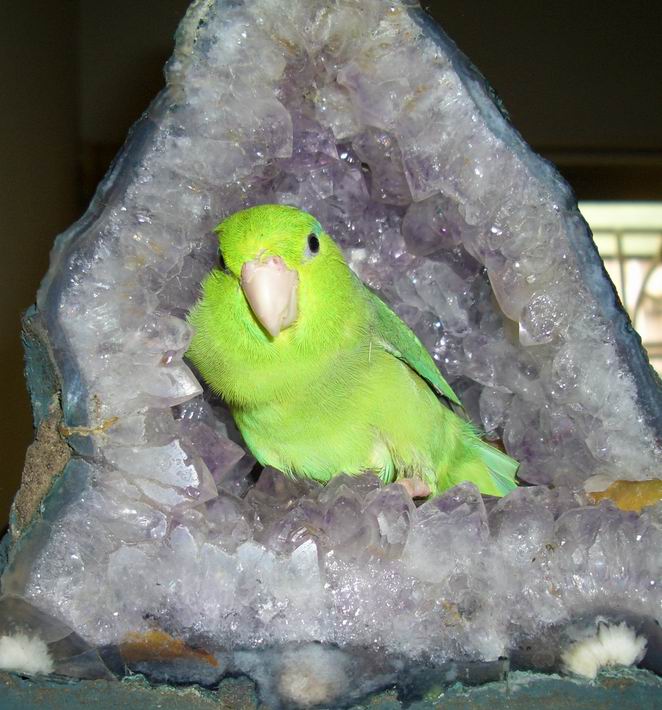 奢侈的鳥窩