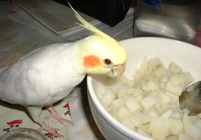 阿皮吃馬鈴薯