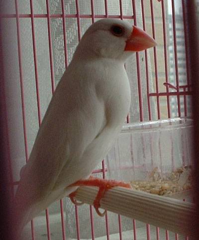撿到的文鳥[台南]
