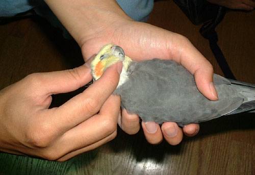 鳥奴必備密技