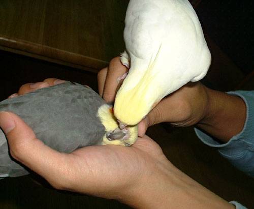 强吻記