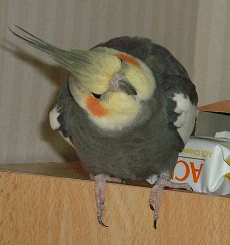 知鳥知面不知心