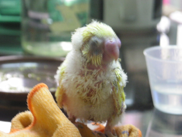 jozora