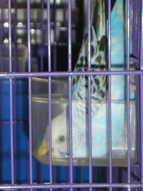 瑜珈鳥~~