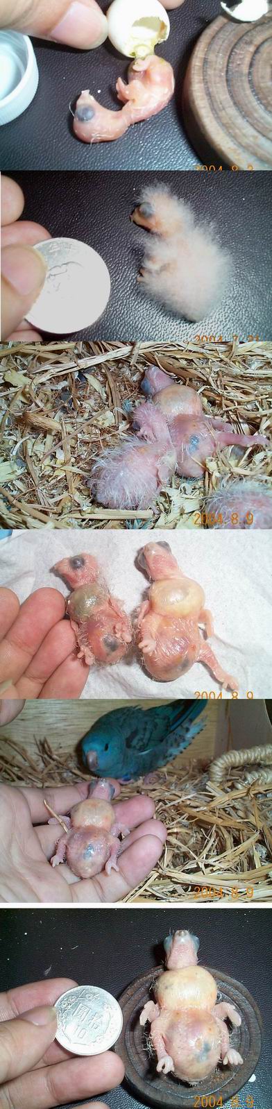 橫斑直擊(幼鳥成長)