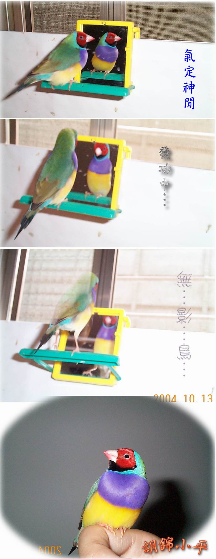 胡錦小平之『無影鳥』