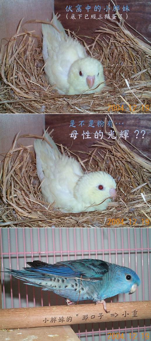 伏窩中的小胖妹(乳白橫斑)