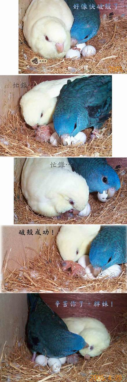 超母愛小胖妹03