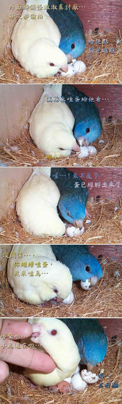 超母愛小胖妹04