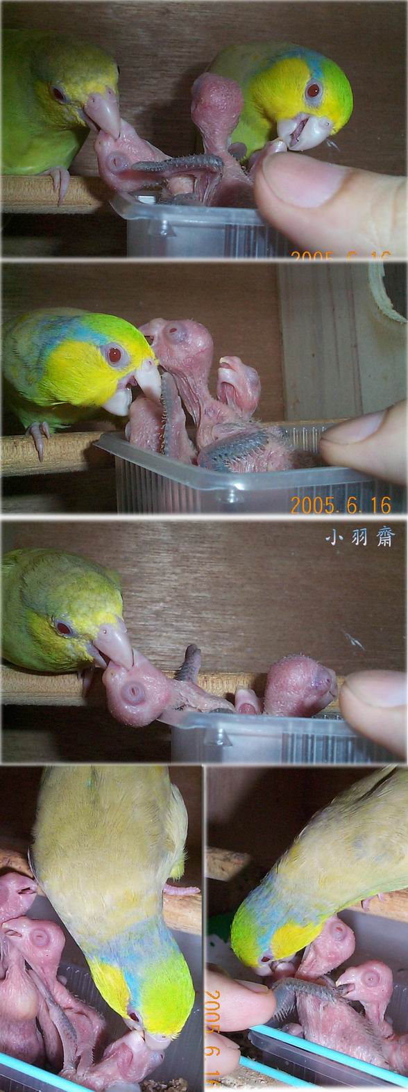 太平洋巢箱06