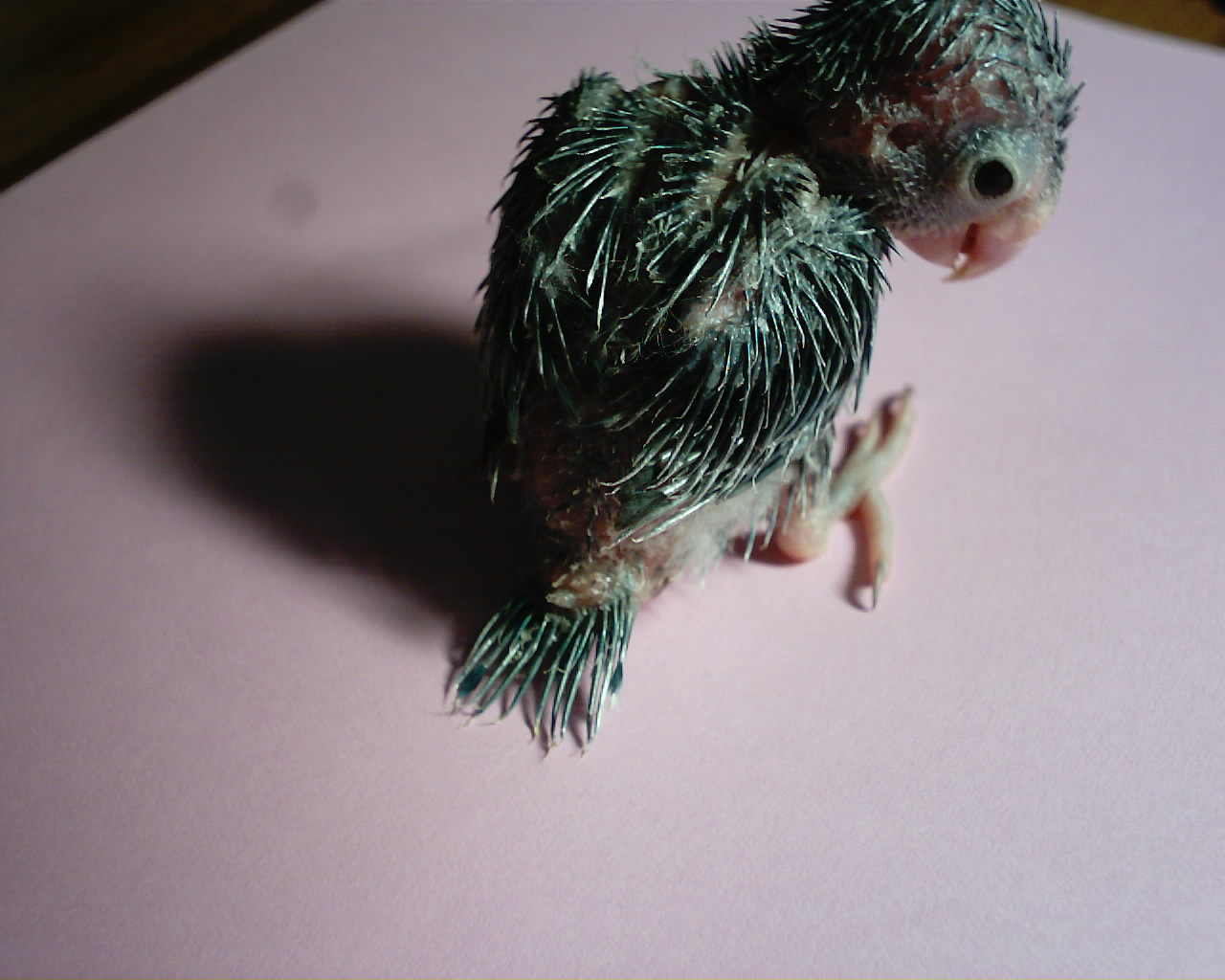 老人與鳥