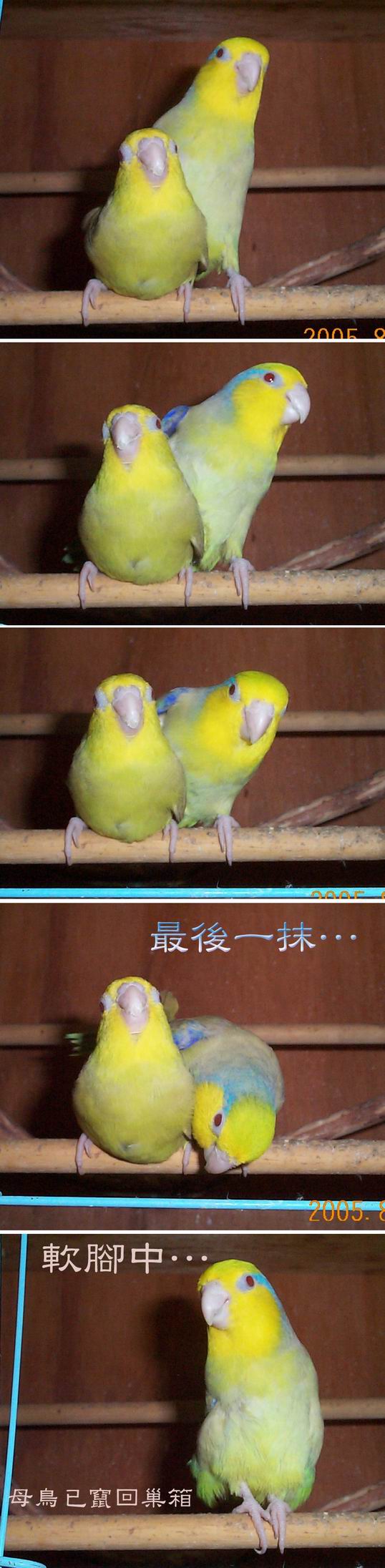 太平洋巢箱10