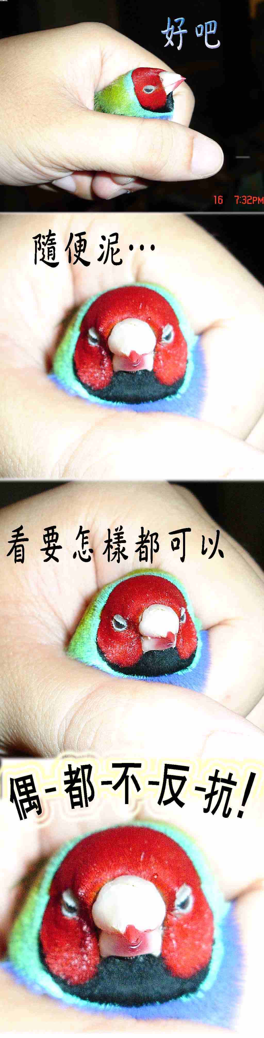 Q版胡錦小平