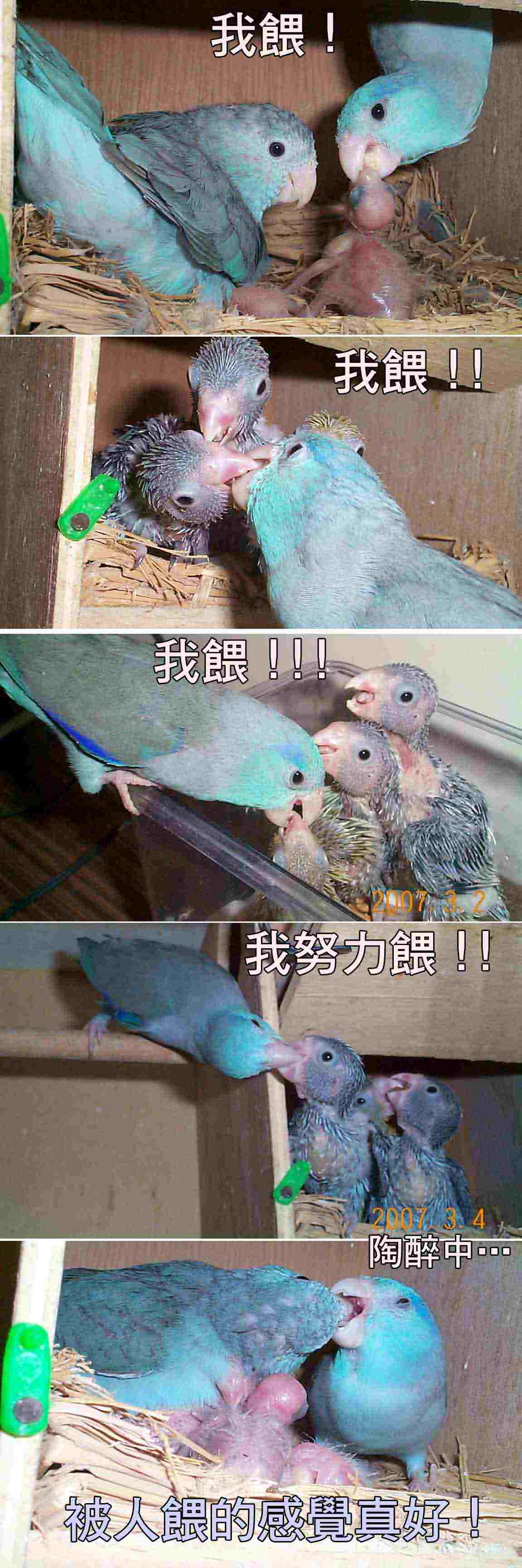 太平洋巢箱22