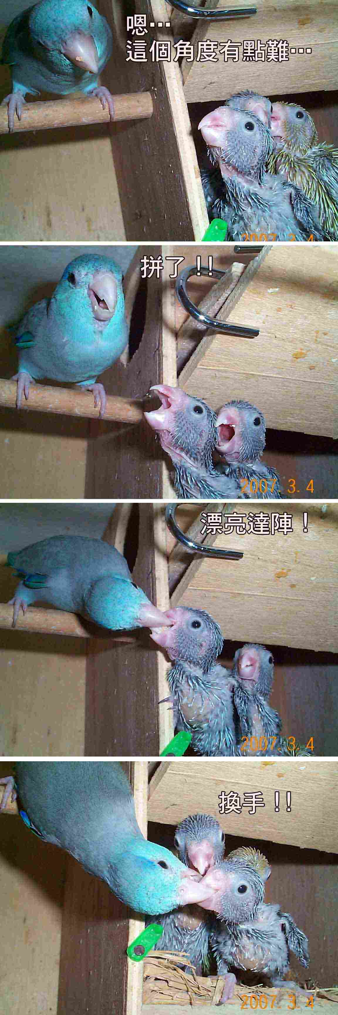 太平洋巢箱21