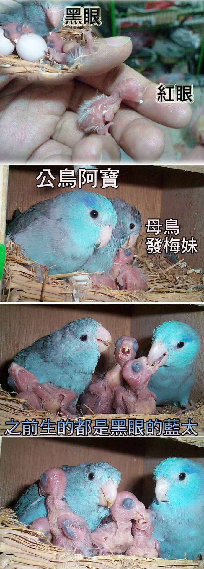 太平洋巢箱23