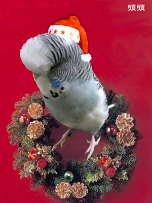 聖誕鳥公公