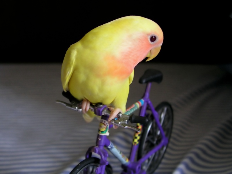 騎車車