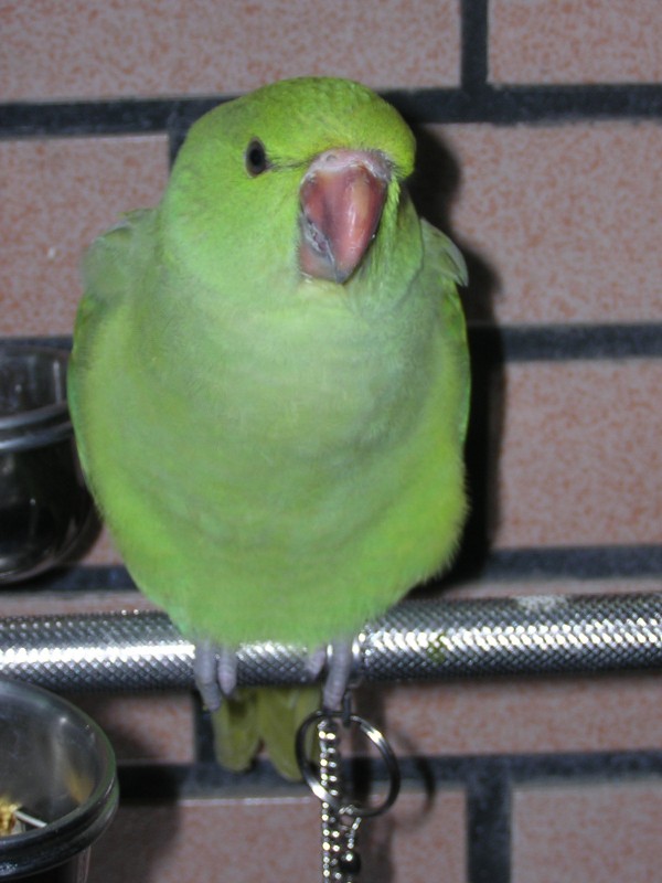 kacky