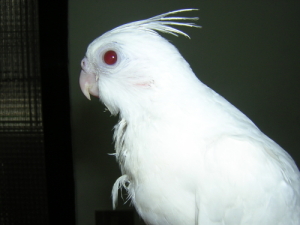 手養白子玄鳳