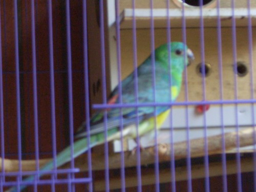綠美聲公鳥