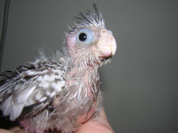 白面珍珠幼鳥