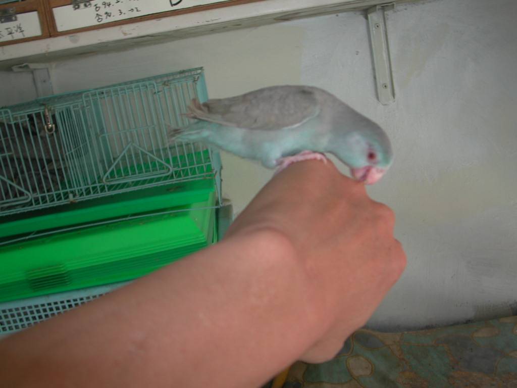 不要咬了