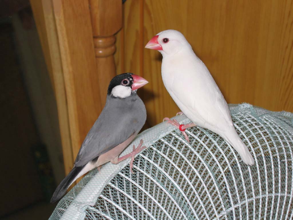 黑&白