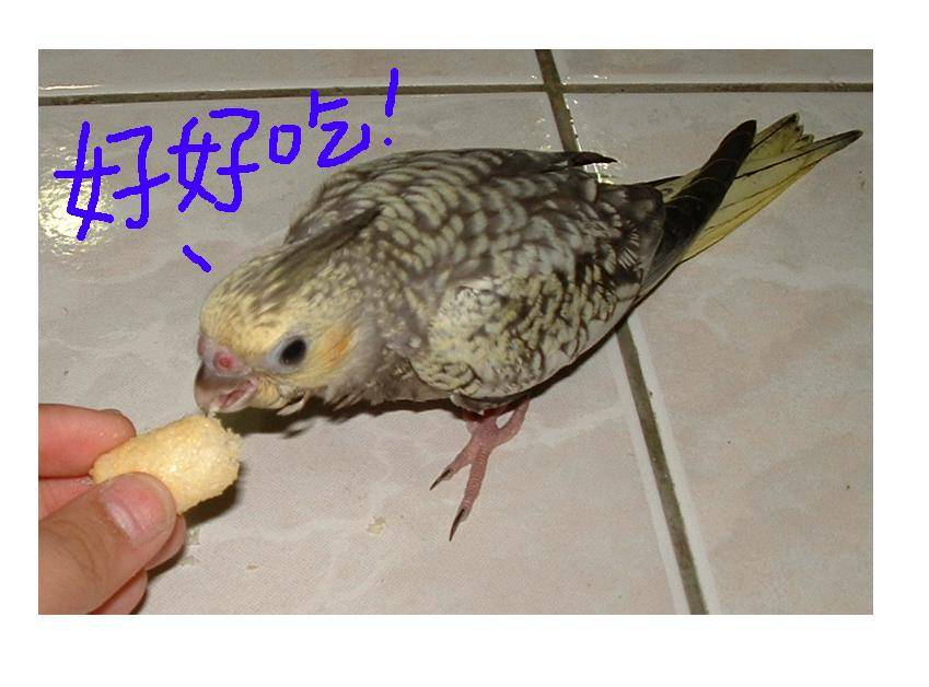 我愛吃乖乖