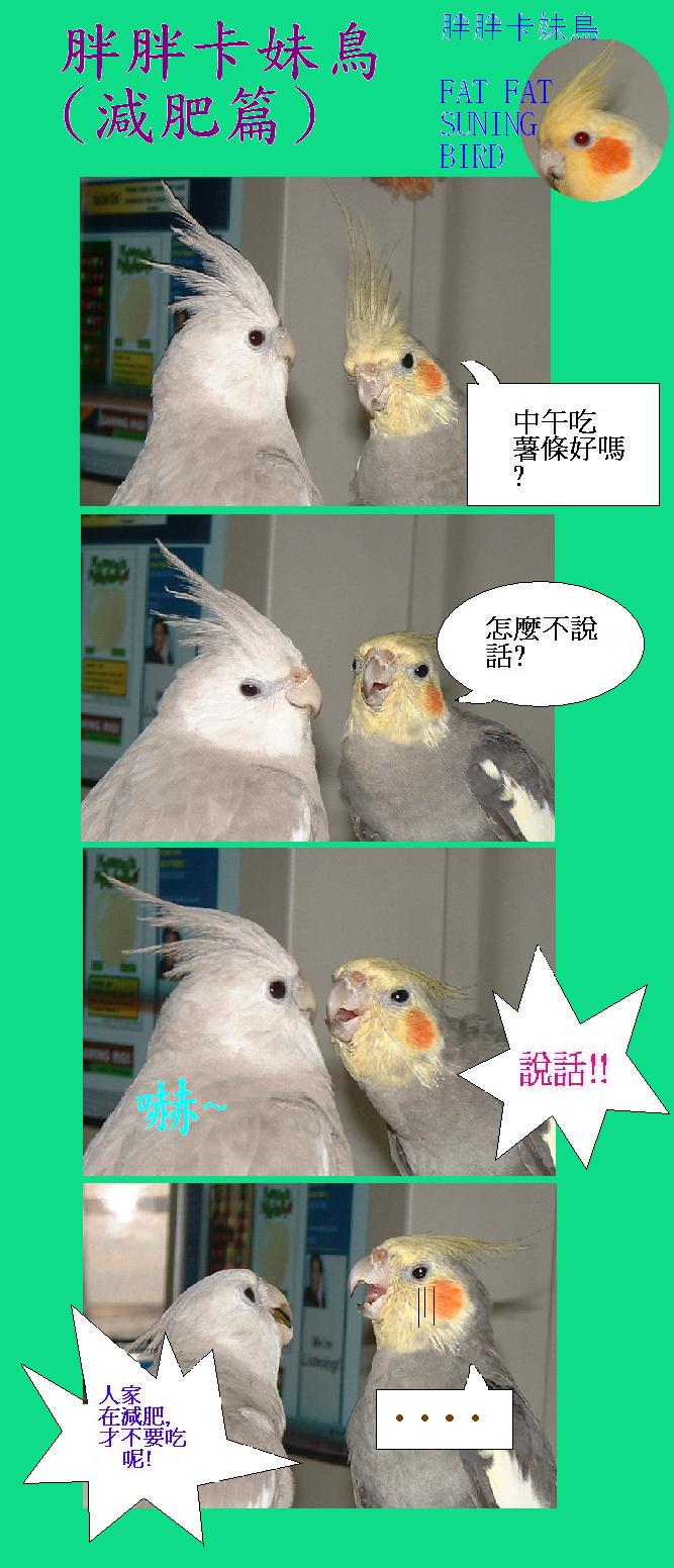 胖胖卡妹鳥