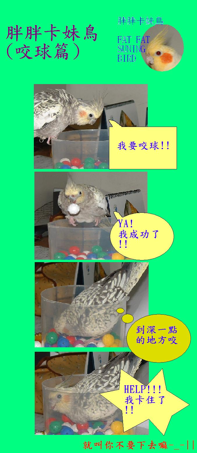 胖胖卡妹鳥(咬球篇)